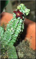 Echidnopsis bihendulensis